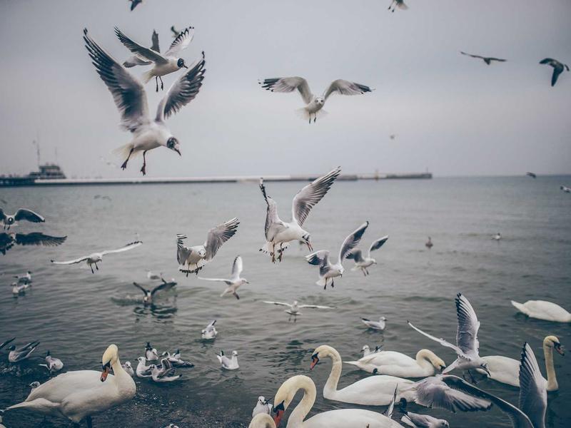 sudoku multiple solutions screenshot 2